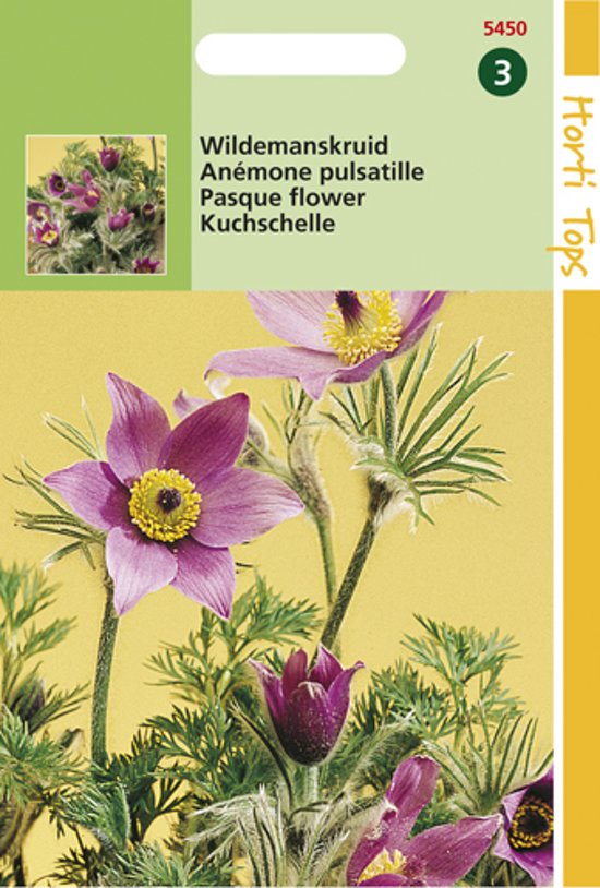 Pasque flower (Pulsatilla vulgaris) 30 seeds